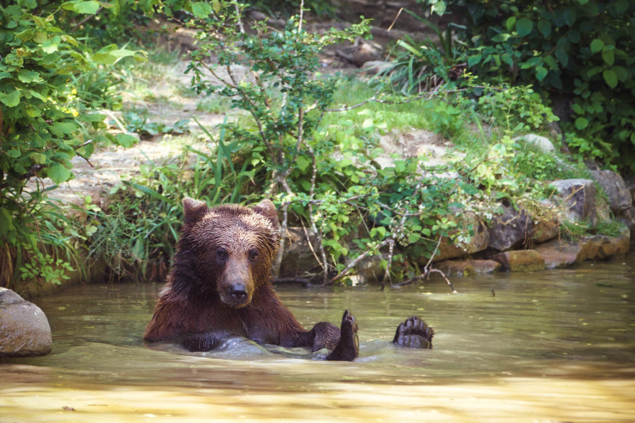 Swimming Bear, Bären, Bears, Wildnispark Zürich, Zürich, fuhrmann art